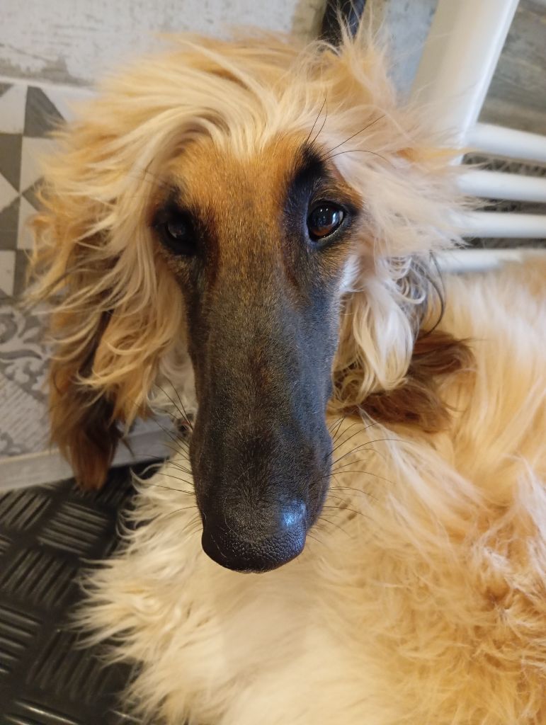 Vaiana la légende De aikhanoum