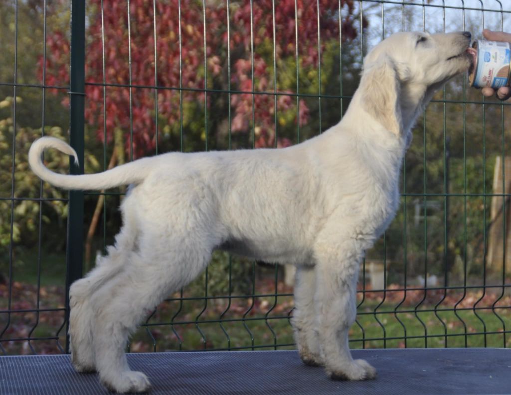 De aikhanoum - Chiots disponibles - Levrier afghan