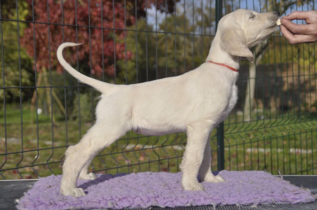 De aikhanoum - Chiots disponibles - Levrier afghan