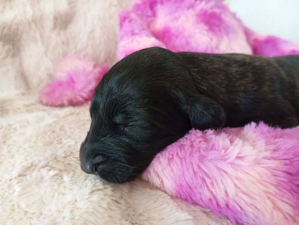 De aikhanoum - Chiots disponibles - Levrier afghan