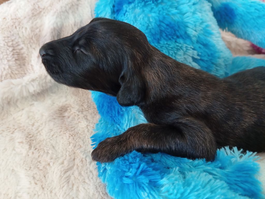 De aikhanoum - Chiots disponibles - Levrier afghan