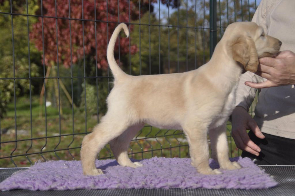 De aikhanoum - Chiots disponibles - Levrier afghan