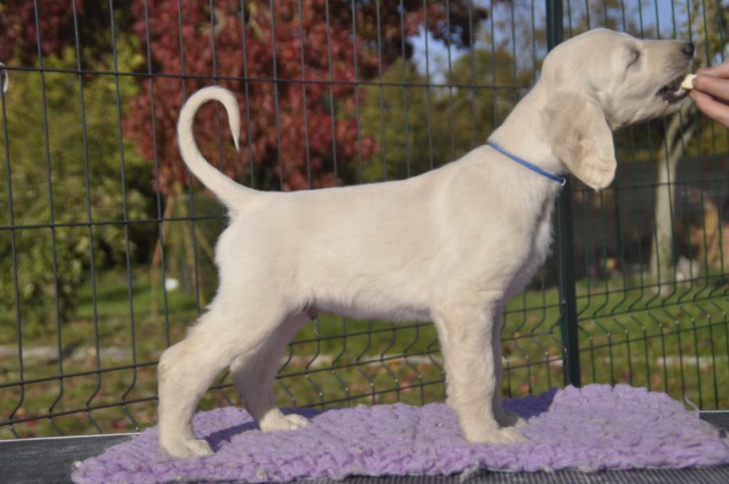 De aikhanoum - Chiots disponibles - Levrier afghan