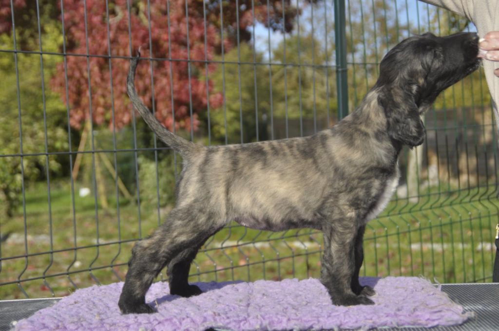 De aikhanoum - Chiots disponibles - Levrier afghan