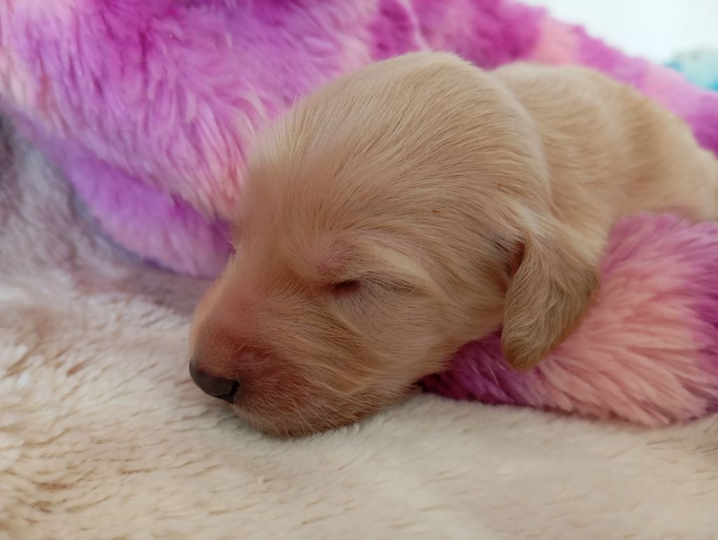 De aikhanoum - Chiots disponibles - Levrier afghan
