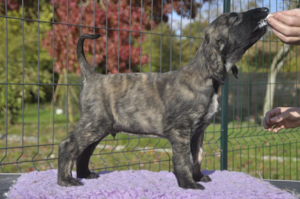 De aikhanoum - Chiots disponibles - Levrier afghan